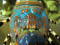 /album/photogalery-fish-species/a-102-edited-jpg/